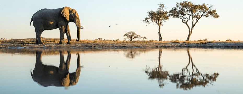An elephant by a calm water body reflecting trees and the sky.